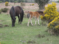 views of the new forest
