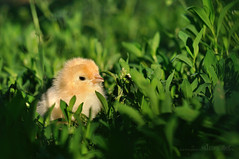 Chicken or What a wonderful world!