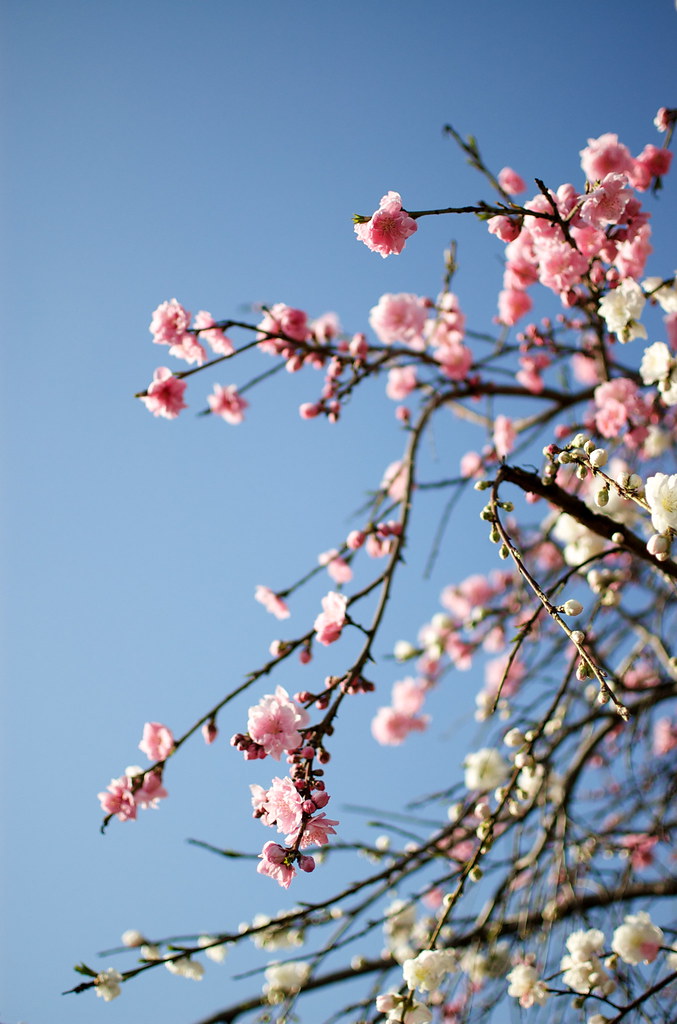 ピンクと白の花 09/03/29 DSC_5824