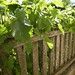 fence with vine