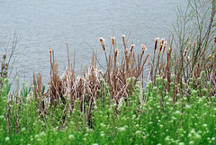 Views and vegetation of the lake