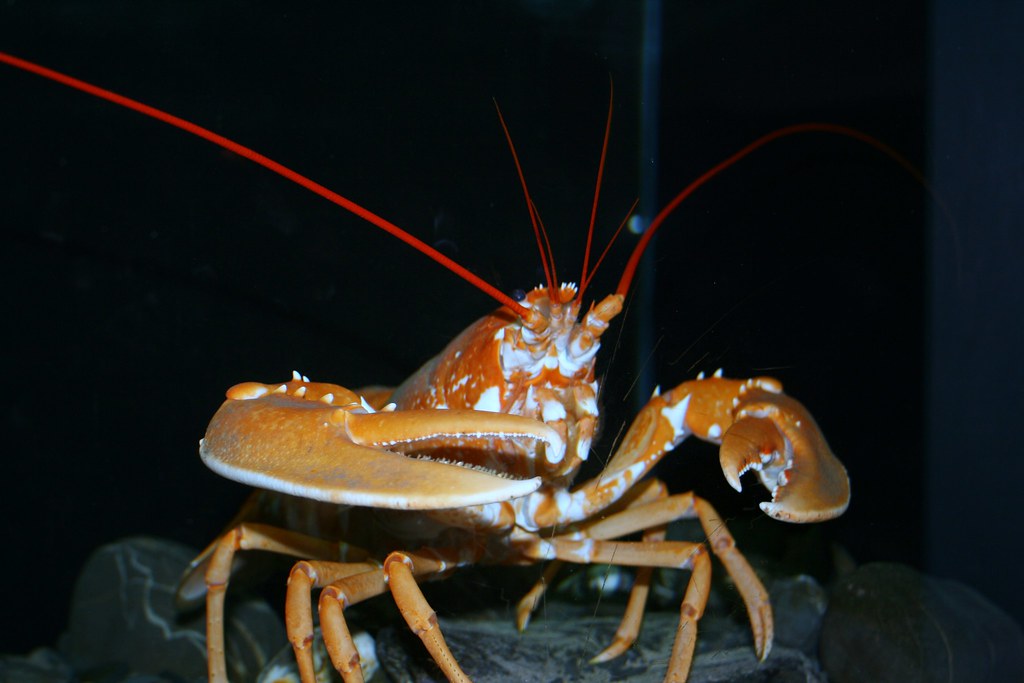 Lobster hatchery 