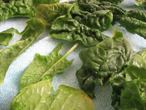 Spinach closeup