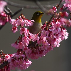 Early Spring in Odawara