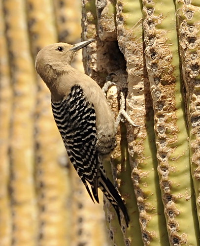 Gila Woodpecker on Saguaro-closeup
