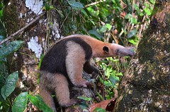 Mammals Costa Rica 2011