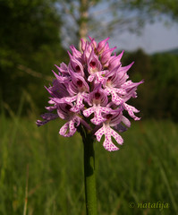 Orhideje Slovenije (Wild orchids of Slovenia)