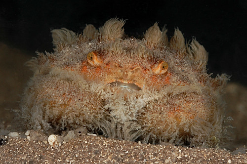 ЧУДЕСА МАСКИРОВКИ Frogfish crab (Banareia sp), GBR, Australia: isn't he cute ?