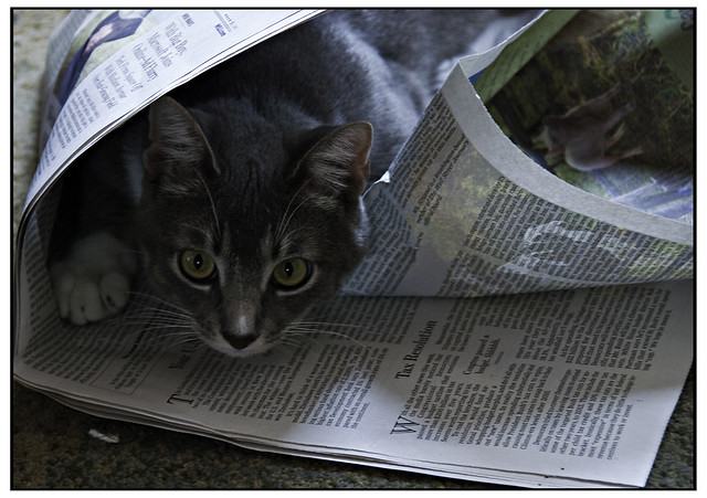 Pippen Peruses the Newspaper