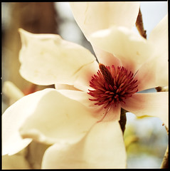 magnolias? 3/17/09