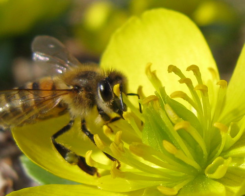 Honey Bee on Winter Aconite, Eranthis hyemalis