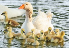 Ducks, Geese, Swans