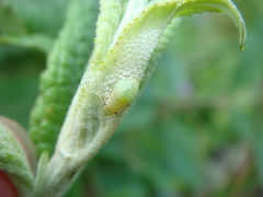 Hemiptera (True Bugs incl Aphid)