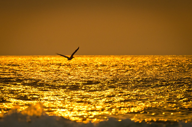 Pelican by Sunrise