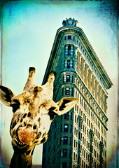 Animals explore Manhattan