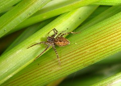 Arachnida (Spiders, incl mites)