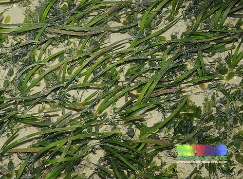 Ribbon seagrass and spoon seagrass