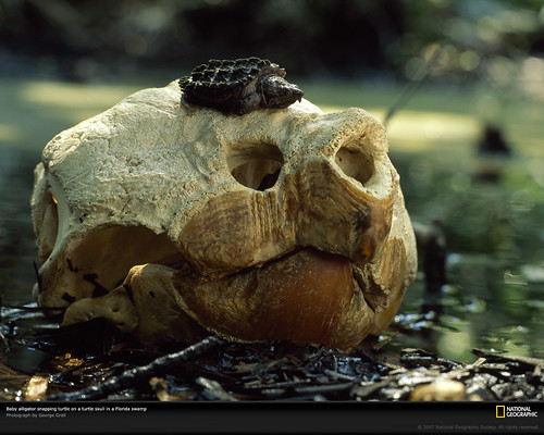 National Geographic  :: "Baby alligator snapping turtle on a turtle skull in Florida Swamp."  ..photo by George Grail (( 1999 ))