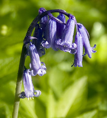 Bluebells and Bluebell Woods