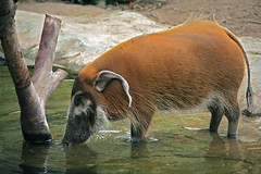 cango wildlife park