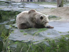 Bear & Polar bear / Ours & Ours polaire