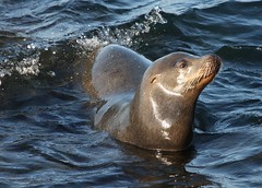 La Jolla Sea Lions and Seals - 2011 and older