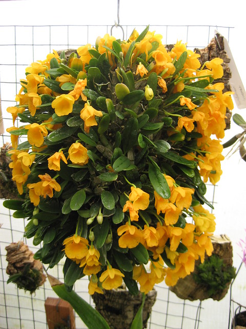 Dendrobium jenkinsii 'Diamond Orchids' 2
