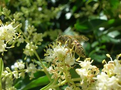 Ape imbrattata di polline su Ligustro