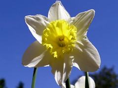Daffodil Hill 2009