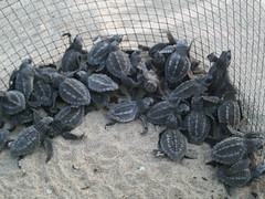 Green Sea Turtles - April 21, 2009