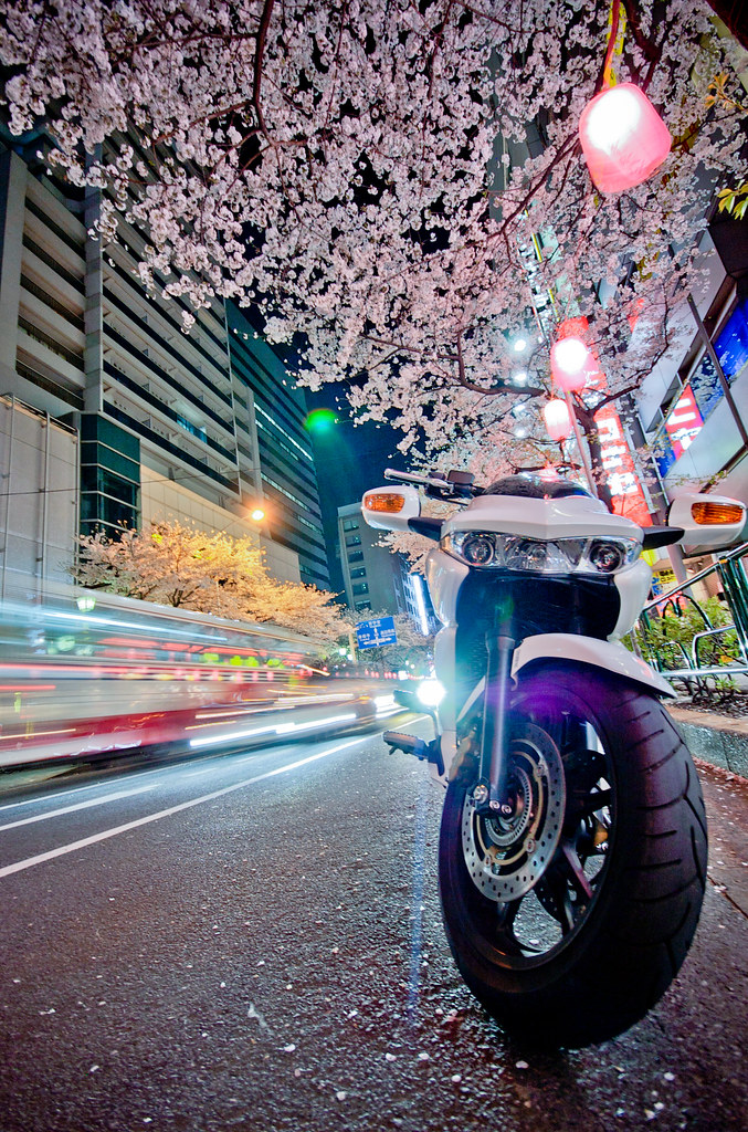 夜桜とバイク 09/04/05 DSC_6769