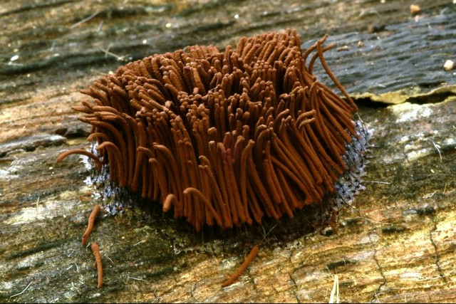 Chocolate-Tube Slime Mold, Stemonitis axifera | Flickr - Photo Sharing!