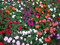 Astoria Park Neighborhood Flowers
