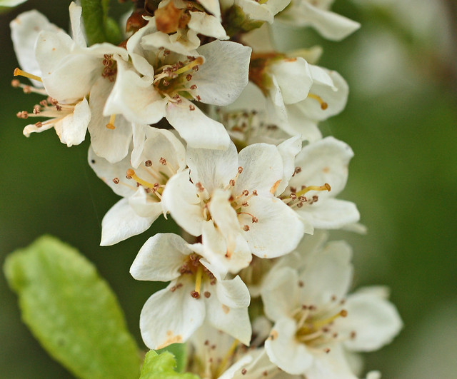 Prunus domestica ssp. insititia (Bullace) - 11 - flowers
