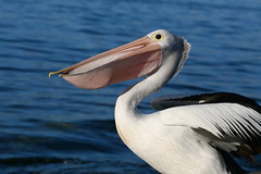 Another album of pelicans