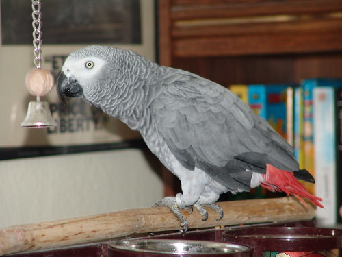 african grey parrots