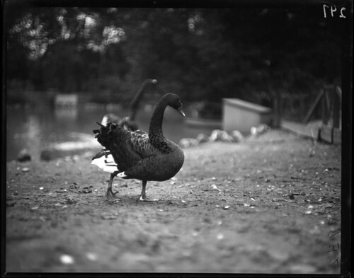 Black Swan by The Field Museum Library