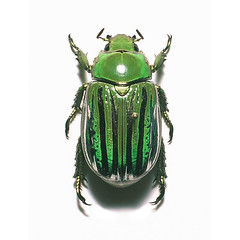 Beetles: Scarabaeidae and Glaphyridae