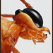 Head of Parasitic Wasp (ichneumon wasp)