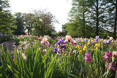 Goodman Iris Garden