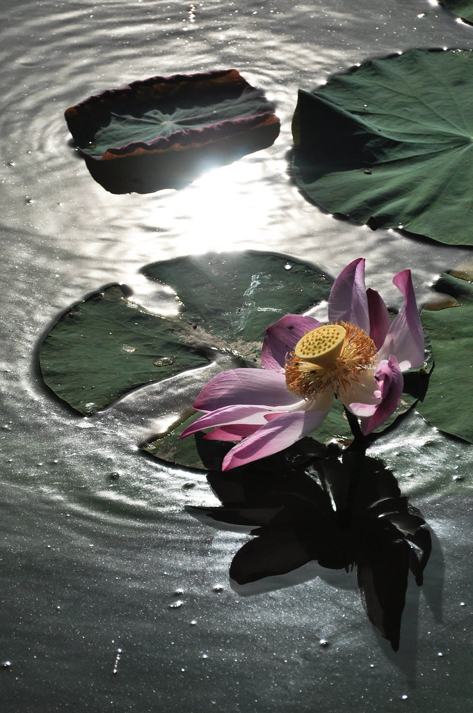 Lotus under the sun 阳光下的荷花 ...