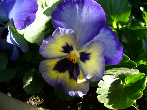 pansy flower pictures