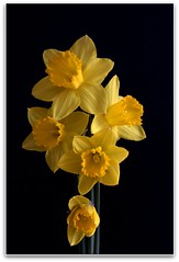 daffodilia