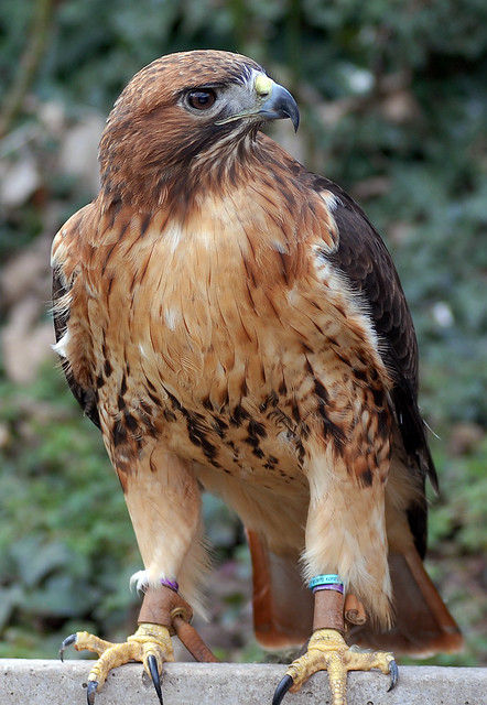 American Red Tail Hawk | Flickr - Photo Sharing!