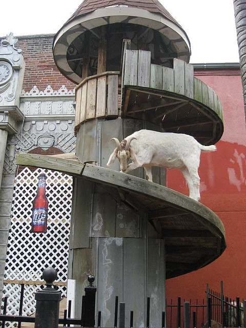 Silky O'Sullivan's Goats | Flickr - Photo Sharing!