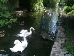 Swans of Stanley Park - videos