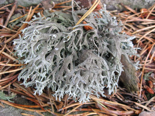 Lichen perfume: Oak Moss