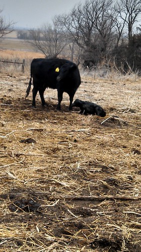 Newborn calf 2