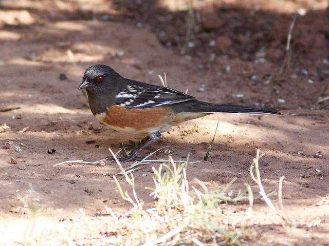 Spotted Towhee 3-20131102