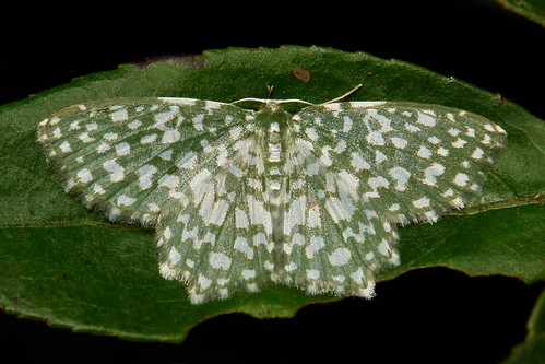Geometrid Moth (Berta chrysolineata, Geometrinae, Geometridae)